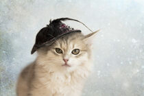 Kätzchen mit Hut by Heidi Bollich