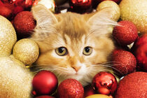 Süßes Sibirer Kätzchen in Weihnachtskugeln von Heidi Bollich