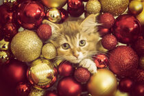 Kätzchen in Weihnachtsstimmung by Heidi Bollich