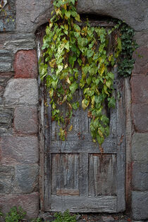Door With Ivy by CHRISTINE LAKE