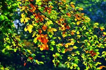 Herbstblätter und Samenkapseln von Edgar Schermaul