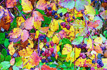 Frucht und Farbe by Leopold Brix