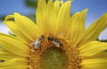 Sonnenblume mit Bienen von Sylvia Benkmann