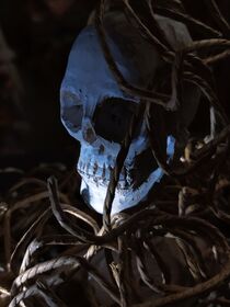 Skull and bones by Reiner Poser