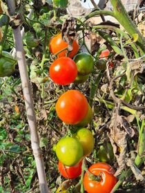 Herrliche Tomaten  von Melanie  Hanusch