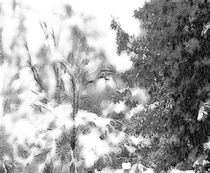 Snow Blanket by eloiseart