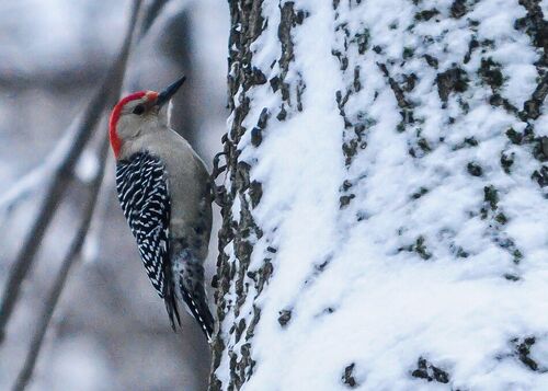 D-02582-e-red-headed-woodpecker-dot-in-snow
