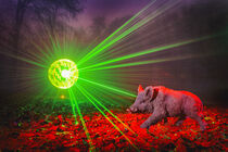 wild boar ufo invasion by Andreas Meinhardt