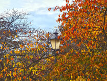 Laterne mit Kirschbaum im Herbst von magdeburgerin