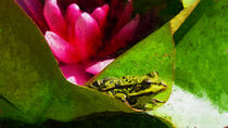 Grüner Frosch sitzt auf Teichrose. Gemalt. von havelmomente