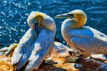 Basstöpel auf dem Vogelfelsen auf Nordsee Insel Helgoland. Gemalt. von havelmomente