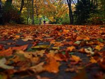 Herbstlicher Bodenbelag von Edgar Schermaul