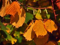 Herbstblätter von Edgar Schermaul