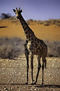 Giraffe von Karsten Roth