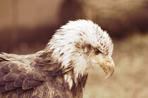 Eagle by Karsten Roth