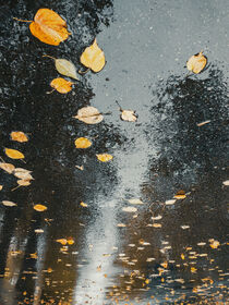 Fallen leaves II by Andrei Grigorev