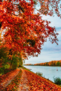 Herbstfarben am Rhein by Iryna Mathes