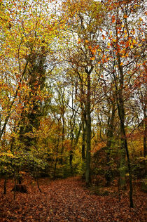 Wald - Bäume - Herbst von Eric Fischer