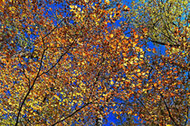 Blätterdach von Eric Fischer