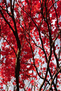 Red Leaves Of Autumn von CHRISTINE LAKE