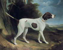 Portrait of a liver and white pointer  by George Garrard