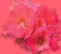 Pink rose by Myungja Anna Koh