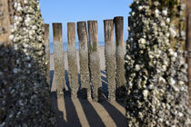 Barnacles on wooden poles of sea defense at North Sea beach by LE-gals Photography