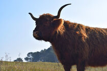 Portrait of wild Scottish Highlander / Highlander cow by LE-gals Photography
