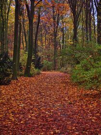 Herbstwald by Edgar Schermaul