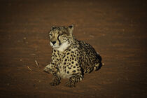 Cheetah von Karsten Roth