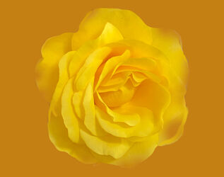 Single-flower-yellow-rose