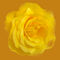 Single-flower-yellow-rose