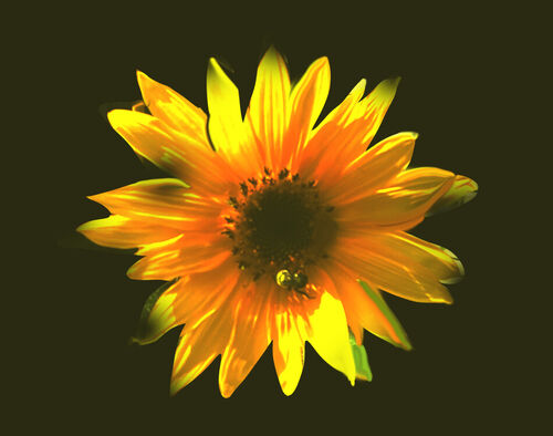 Single-flower-sunflower3