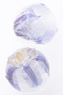 Clematisblüten in kristallklaren Eiskugeln by Marc Heiligenstein