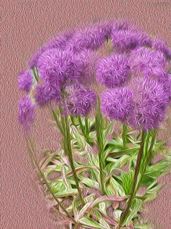 Purple-flowers