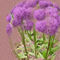 Purple-flowers