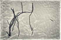 Algen mit Rahmen by Eric Fischer