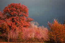 Stormy Autumn by CHRISTINE LAKE