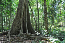 Riesenbaum im Dschungel by markus-photo