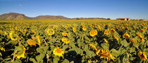 Sonnenblumenfeld von markus-photo