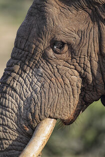 Afrikanischer Elefant (Loxodonta africana) by Dirk Rüter