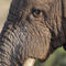 20131028-007-d-elefant