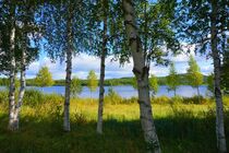Birken an einem See in Schwedisch Lappland von Mellieha Zacharias