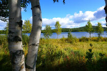 Birken an einem See in Schwedisch Lappland von Mellieha Zacharias