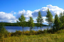 Junge Birken an einem See in Schwedisch Lappland von Mellieha Zacharias