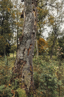 Totholz mit Baumpilzen im Irndorfer Hardt - Naturpark Obere Donau von Christine Horn