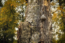 Baumpilz an Totholz im Irndorfer Hardt - Naturpark Obere Donau von Christine Horn