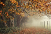 'Herbstliche Kastanienbäume auf dem Bodanrück bei Nebel - Bodensee' von Christine Horn