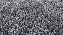 Aerial view of Winter forest by Tomas Gregor