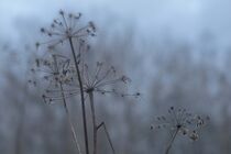 Pflanze im Winter  by Birgit  Fischer